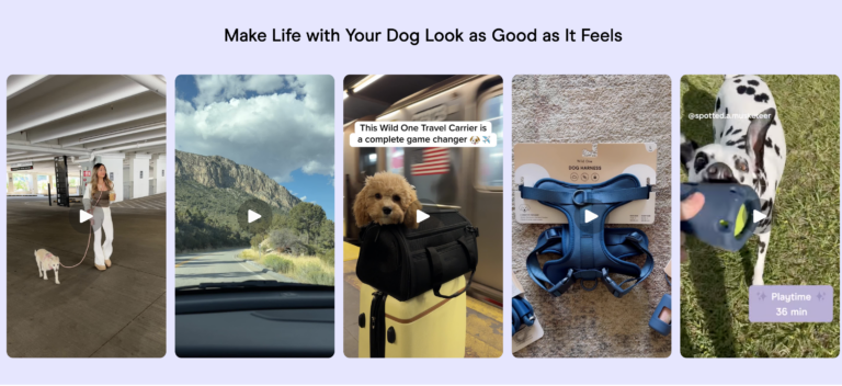 🐾 Wild One – Premium Pet Gear for Your Best Friend