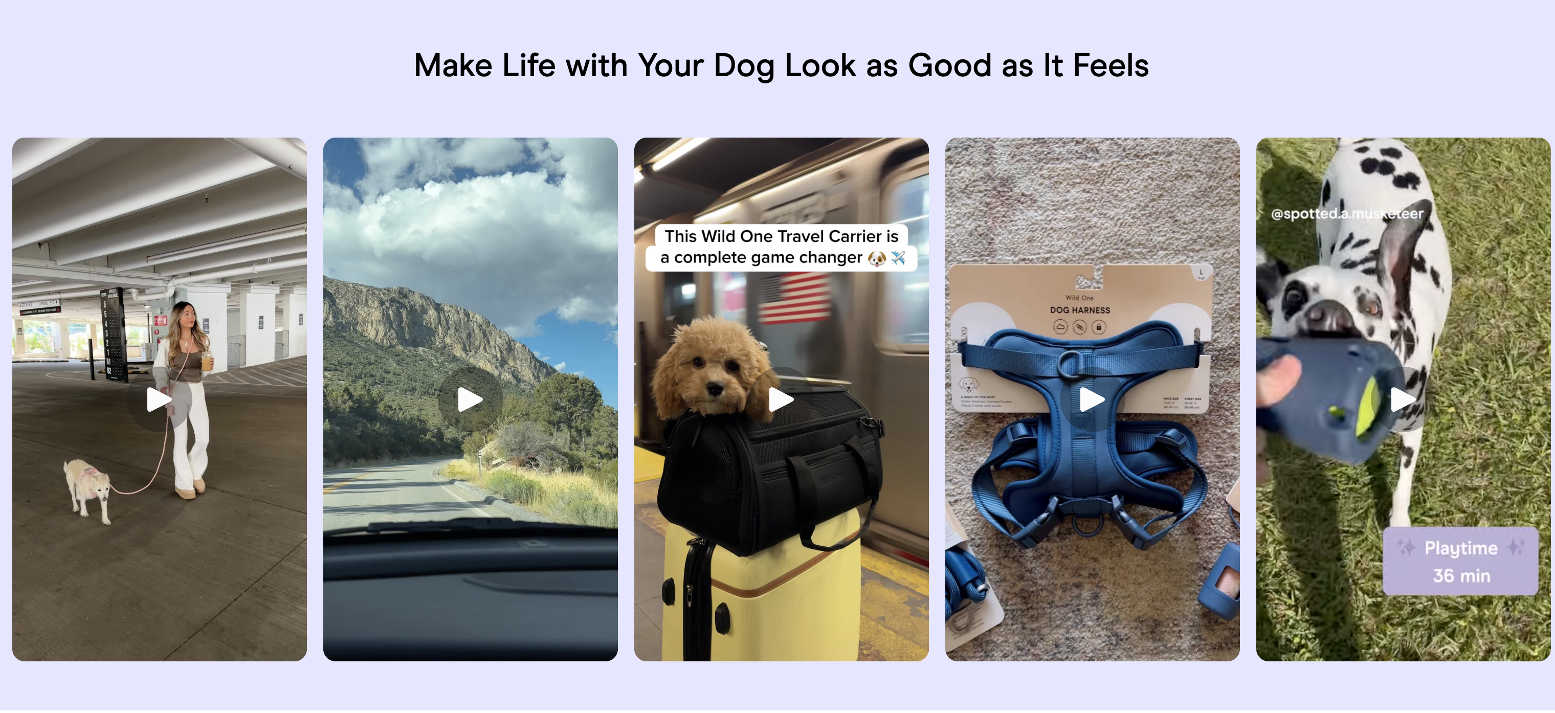 🐾 Wild One – Premium Pet Gear for Your Best Friend